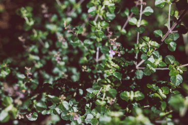 Avustralya yerlisi oregano prostanthera rotundifolia yuvarlak nane yaprağı çalısı açık alanda güzel tropikal arka bahçede sığ tarlanın derinliğinde çekim