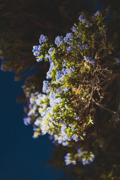 태평양 Ceanothus 나무와 들판에서 — 스톡 사진