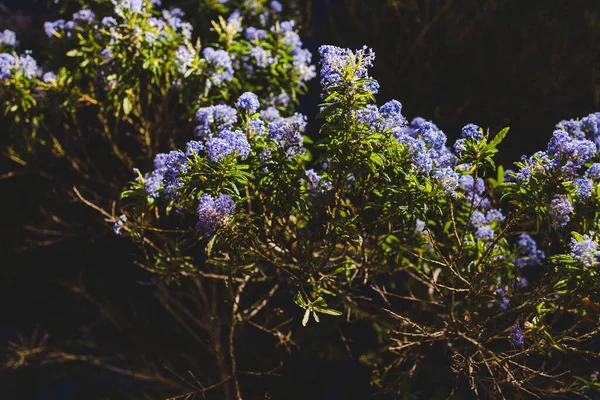 Kék Csendes Óceáni Ceanothus Virágokkal Teljes Virágzásban Éjszaka Sekély Mélységben — Stock Fotó