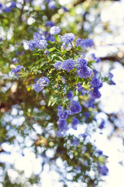 Kék Csendes Óceáni Ceanothus Virágokkal Teljes Virágzás Shot Sekély Mélységélesség — Stock Fotó