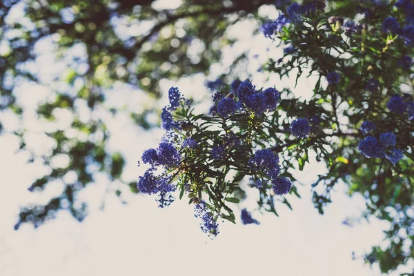 Bleu Pacifique Ceanothus Arbre Avec Des Fleurs Pleine Floraison Tourné — Photo