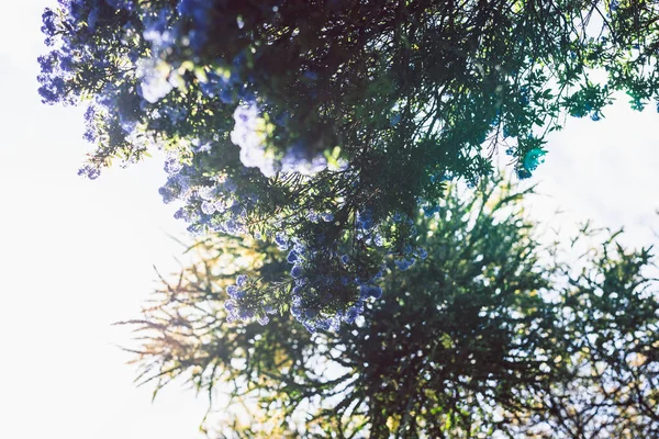 Bleu Pacifique Ceanothus Arbre Avec Des Fleurs Pleine Floraison Tourné — Photo