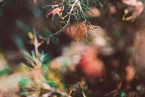 Nativo Australiano Grevillea Semperflorens Planta Aire Libre Hermoso Patio Trasero —  Fotos de Stock