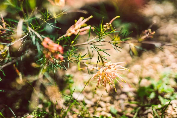 Yerli Avustralya yeşili semperfloren bitkileri sığ tarlaların sığ sularında tropikal arka bahçeye ekilir.