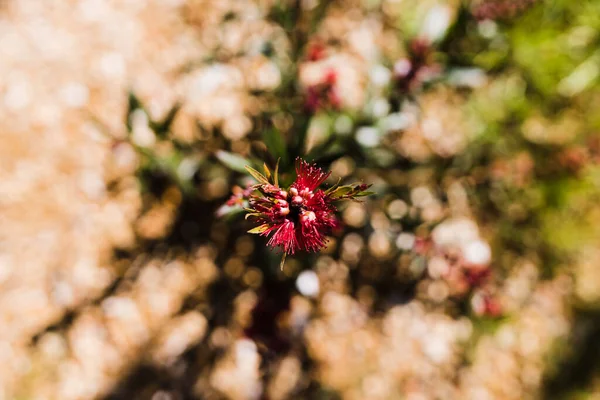 오스트레일리아 병조림 과아름다운 뒷마당에서 들판에서 — 스톡 사진