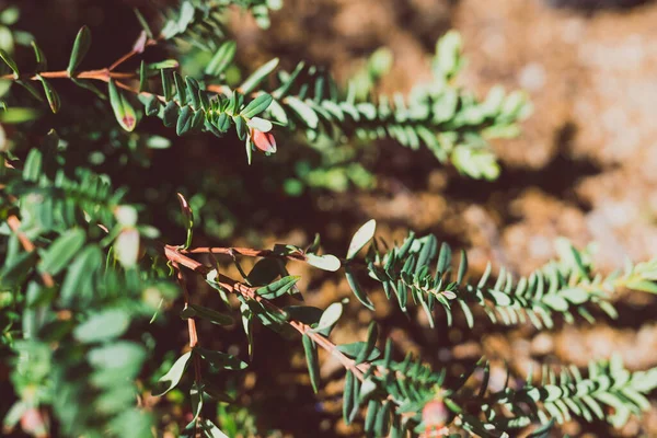 윈시아 Australian Darwinia Plant 은맑은 뒷마당에서 들판에서 종소리라고 도불린다 — 스톡 사진