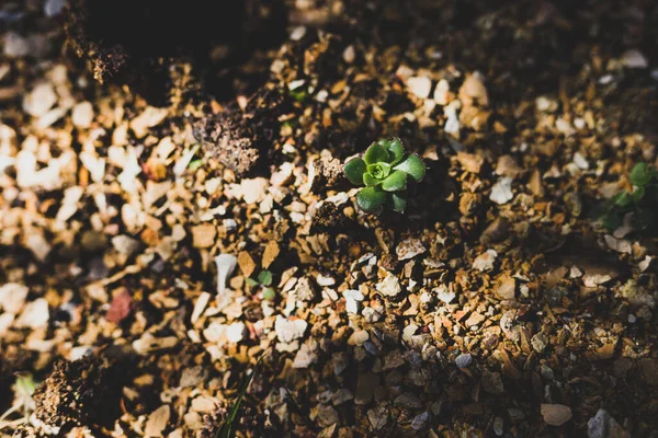 Primer Plano Pequeña Planta Suculenta Rodeada Guijarros Dorados Aire Libre —  Fotos de Stock