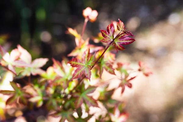 畑の浅い深さで撮影された日当たりの良い裏庭で緑と赤のカエデの植物の屋外のクローズアップ — ストック写真