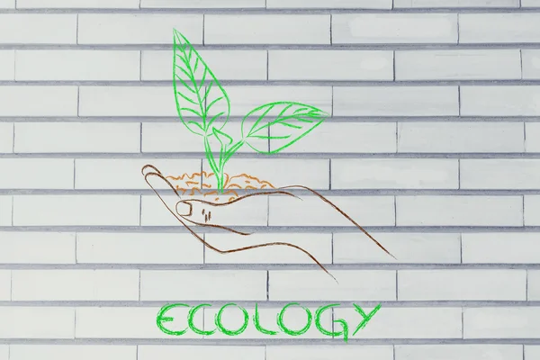 Pojęcie gospodarki ekologicznej, ręce, trzymając nowy zakład — Zdjęcie stockowe