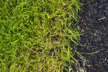 close up of green grass beside a bare soil patch with grass seeds, symbolizing growth, landscaping, and natural renewal