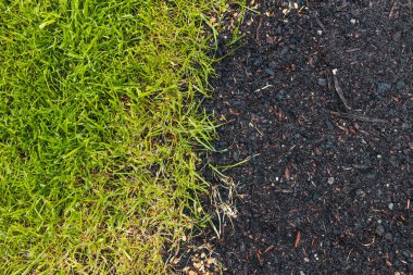 close up of green grass beside a bare soil patch with grass seeds, symbolizing growth, landscaping, and natural renewal