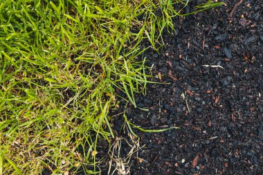 close up of green grass beside a bare soil patch with grass seeds, symbolizing growth, landscaping, and natural renewal