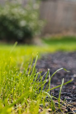 close up of green grass and soil patch with backyard bokeh in the distance, symbolizing growth, renewal, and natural landscaping