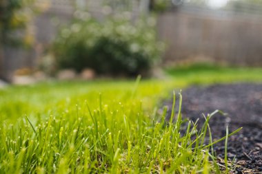 close up of green grass and soil patch with backyard bokeh in the distance, symbolizing growth, renewal, and natural landscaping
