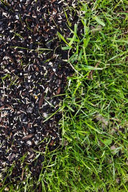 Çimenlik dönüşümü, büyüme ve bahçe bakımı öncesinde ve sonrasında mükemmel korunan yeşil çimlerin yanındaki ıslak toprakta çimen tohumları