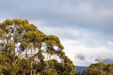 Tazmanya 'daki dağlar ve okaliptüs ağaçları, dağların tepelerinde kalın bulutlar, bir yaz sabahı çekilmiş.