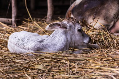 Tay genç inek çiftliğinde