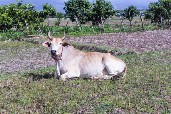 Тайская корова в поле, млекопитающее — стоковое фото