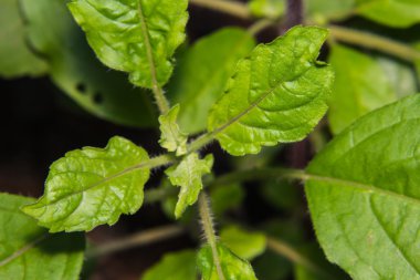 makro kutsal fesleğen veya fesleğen