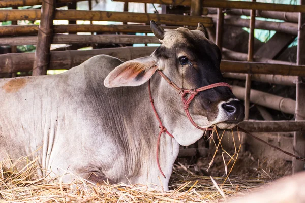 Vaca tailandesa en la granja — Foto de Stock