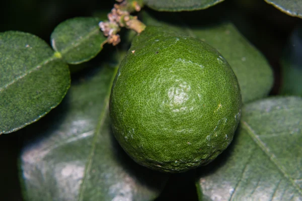 Bergamot plant macro — Stock Photo, Image