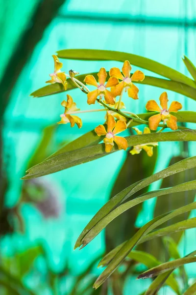 Flor amarela da orquídea da vanda — Fotografia de Stock
