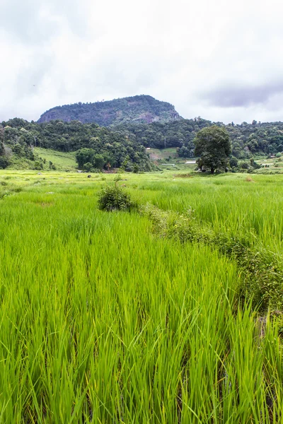 Terrasvormige rijst veld, Pha Mon Chiangmai Thailand — Stockfoto