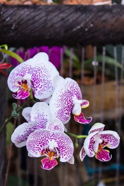 Wit paars orchideebloem — Stockfoto