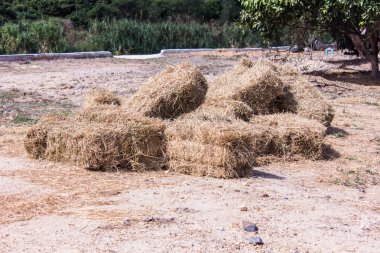 sonra hasat pirinç tarladan saman