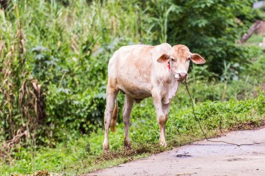 Genç inek, Tay buzağı 