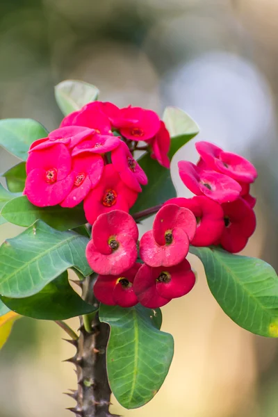 Pink Euphorbia milli flower — Stock Photo, Image