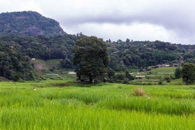 Teraslı pirinç alan, Pha Pzt Chiangmai Tayland