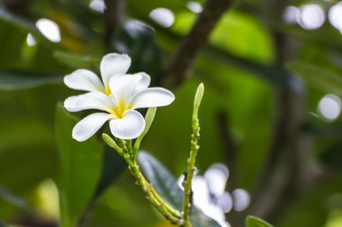 Beyaz frangipani çiçekler 