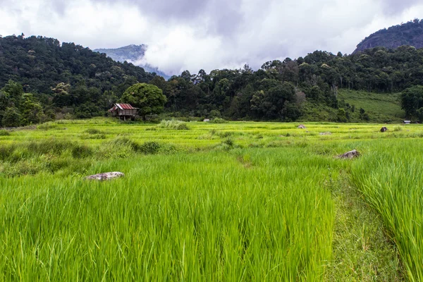 Terrain de riz mitoyen, Pha Mon Chiangmai Thaïlande — Photo