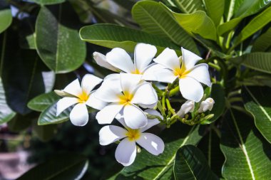 Beyaz frangipani çiçekler 