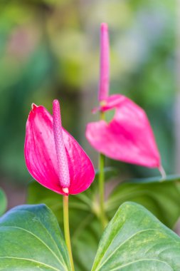 Anthurium çiçek, doğa