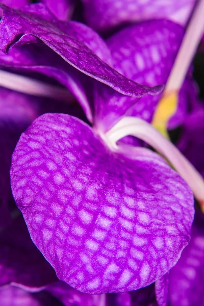 Paarse vanda bloem macro — Stockfoto