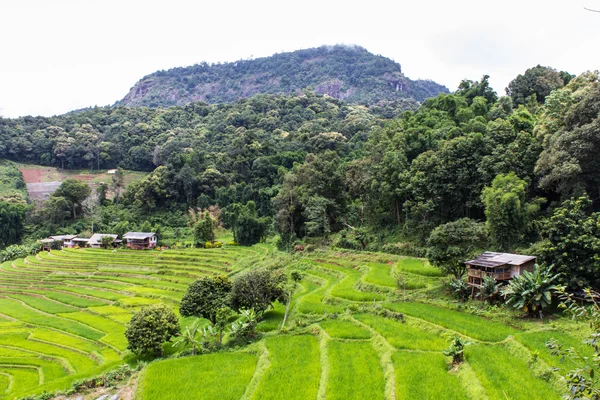 Terrasvormige rijst veld, Pha Mon Chiangmai Thailand — Stockfoto