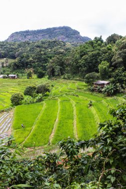 Teraslı pirinç alan, Pha Pzt Chiangmai Tayland