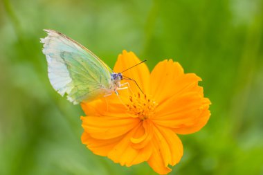 Kelebeği yakalamak sarı Cosmos'a çiçek