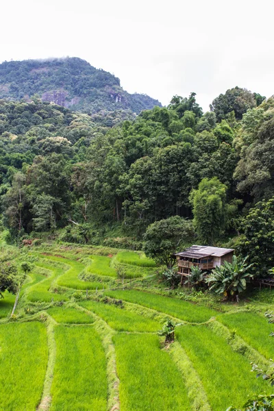 Terraced ryżu pola, Pha Mon Chiangmai Tajlandia — Zdjęcie stockowe