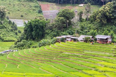 Teraslı pirinç alan, Pha Pzt Chiangmai Tayland