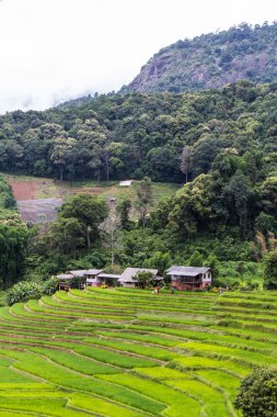Teraslı pirinç alan, Pha Pzt Chiangmai Tayland