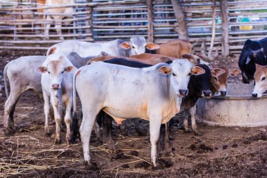 Tay inekler grupta istirahat