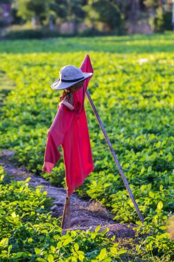 fasulye Bahçe korkuluk