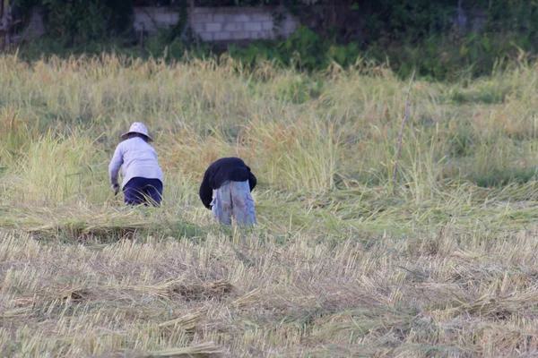 Thaise boer oogst rijst in veld — Stockfoto