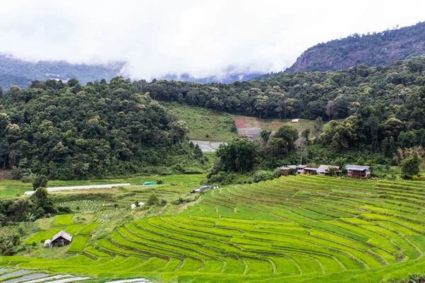 Terrain de riz mitoyen, Pha Mon Chiangmai Thaïlande — Photo