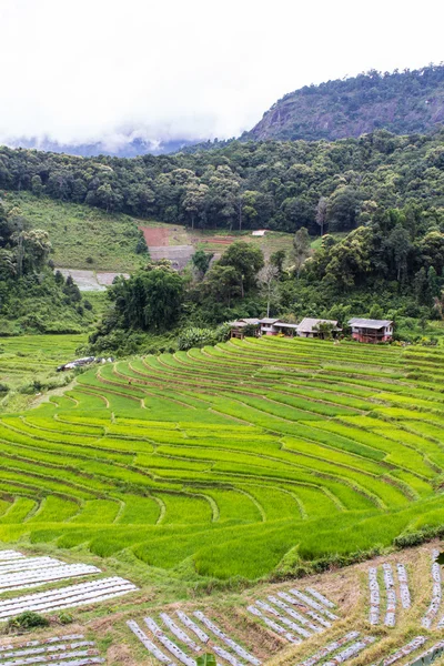 Terrain de riz mitoyen, Pha Mon Chiangmai Thaïlande — Photo