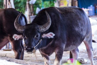 Tay buffalo hayvan memeli