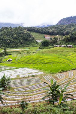 Teraslı pirinç alan, Pha Pzt Chiangmai Tayland